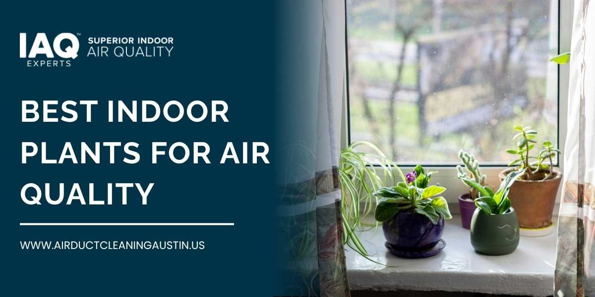 Best Indoor Plants for Air Quality